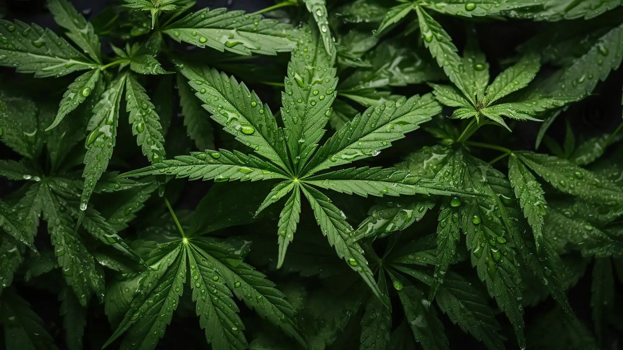 Cannabis Insurance Ohio