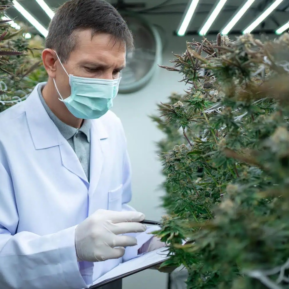 Cannabis Insurance Ohio