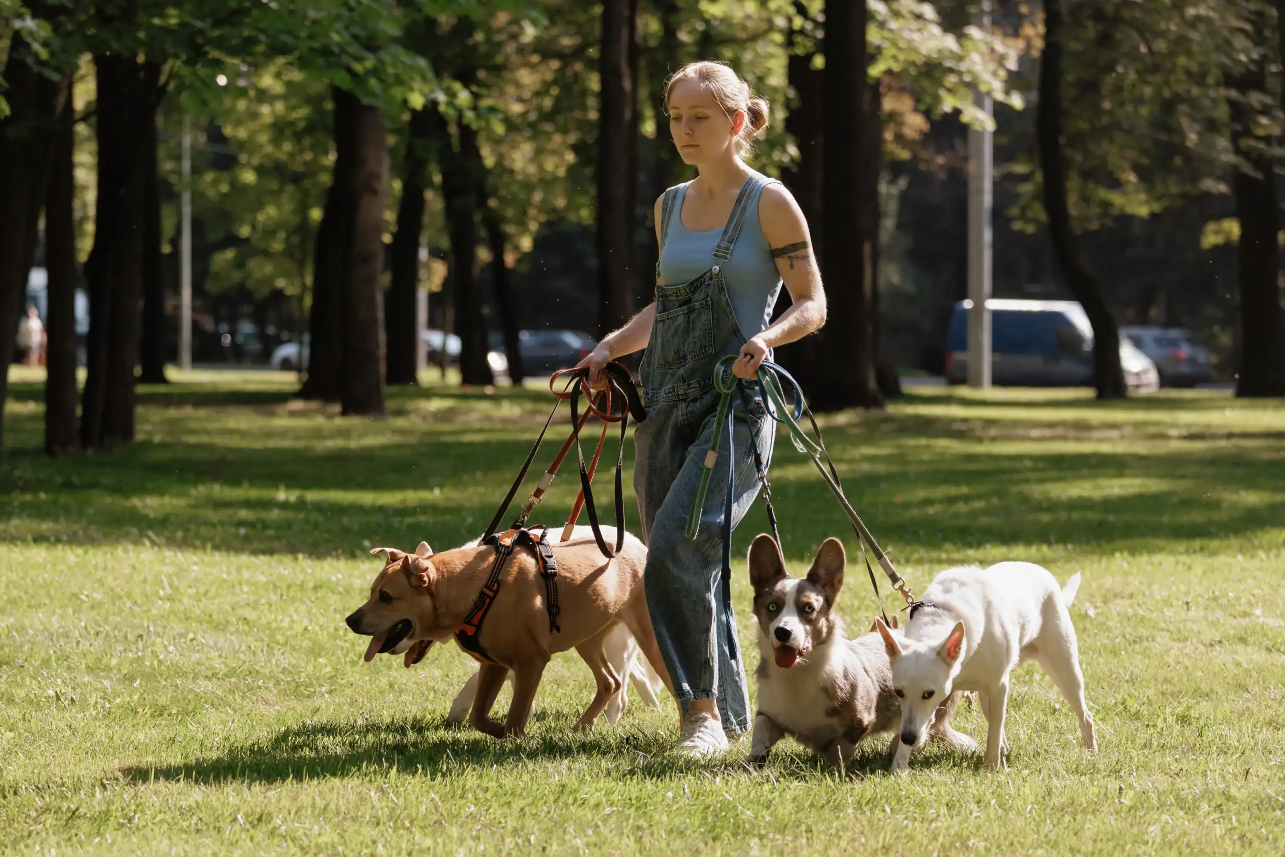 Dog Walker Insurance Ohio