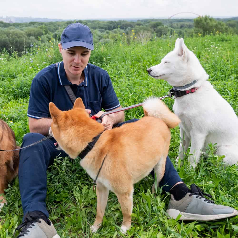 Dog Walker Insurance Ohio
